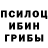 Псилоцибиновые грибы Cubensis Lilith Verstappen